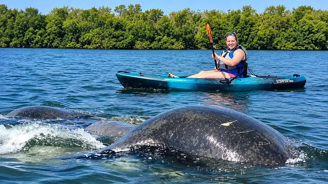 Kayaker paddling beside a surfacing manatee in the waters near Cocoa Beach, Florida
